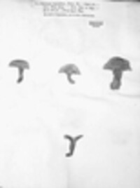 Hydnum repandum image